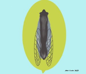 Adult Cicada R